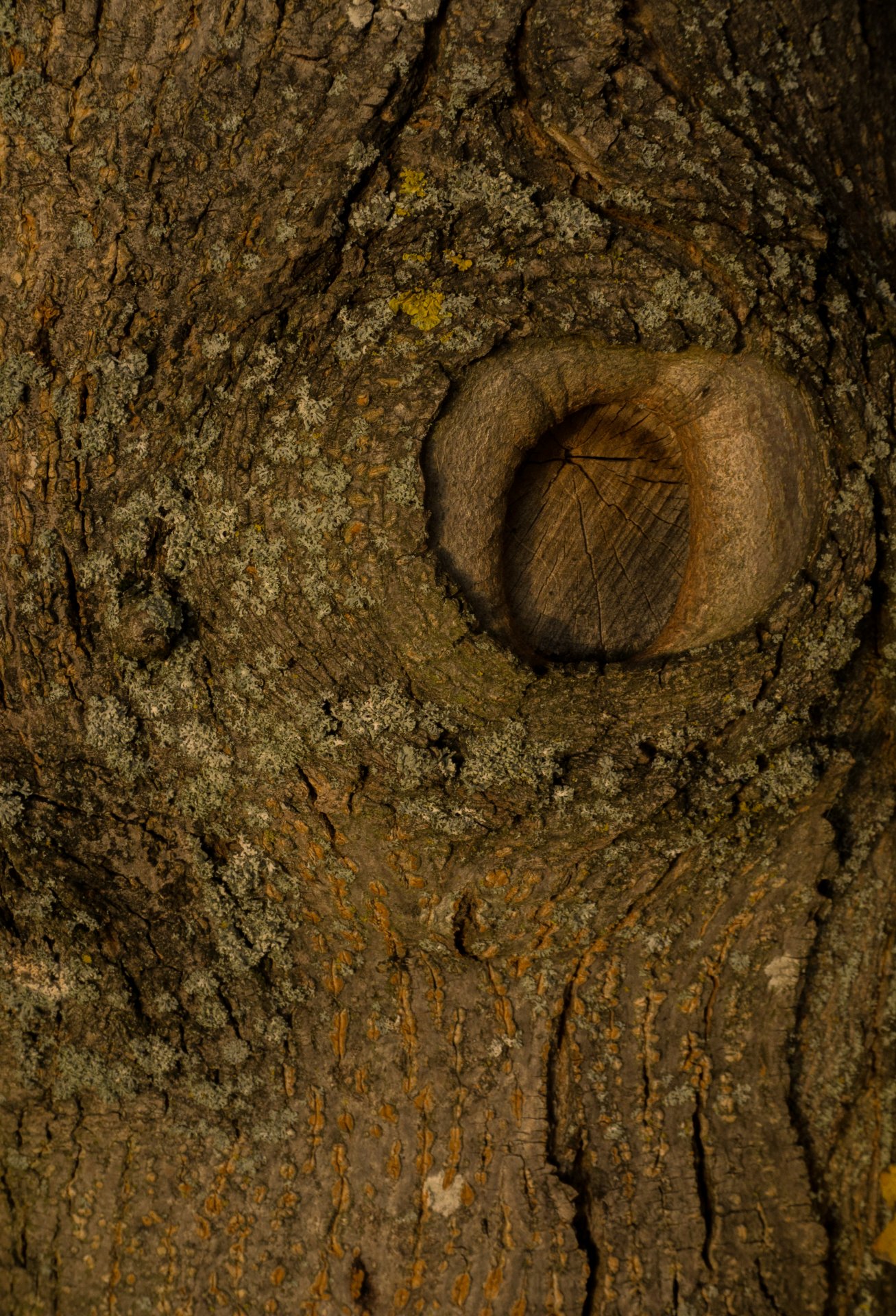 Kmen stromu - Fotografování pro začátečníky