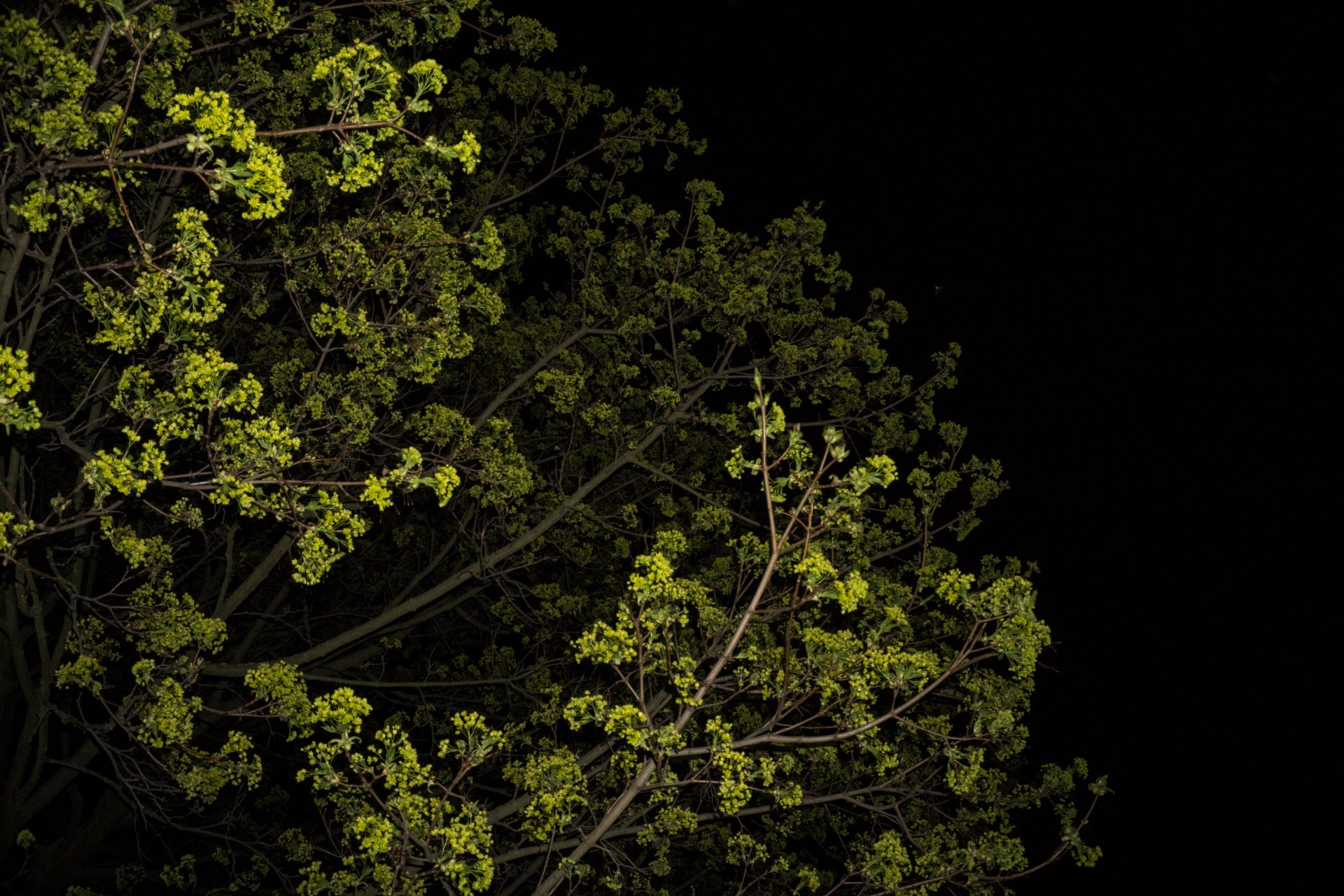 Noční makro - Fotografování pro začátečníky